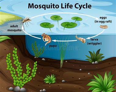 Kako se zaščititi pred komarji