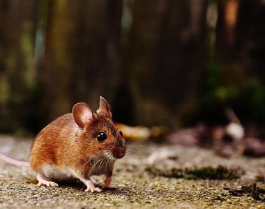 Kako se znebiti miši in podgan?