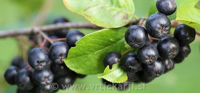 Aronija jagoda na vrtu?