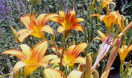 Posadite lilije v cvetlične lončke