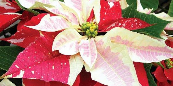 Razmišljajmo o nakupu božične zvezde