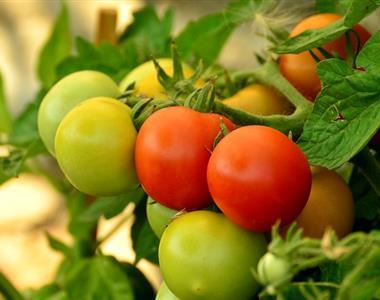 Domači pripravki proti boleznim paradižnika