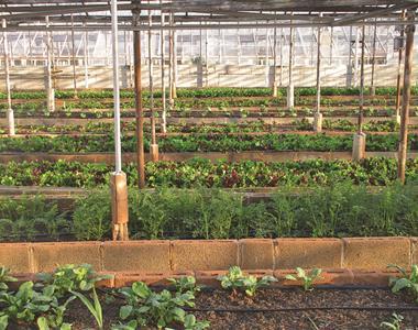 Vzgoja rastlin v rastlinjaku