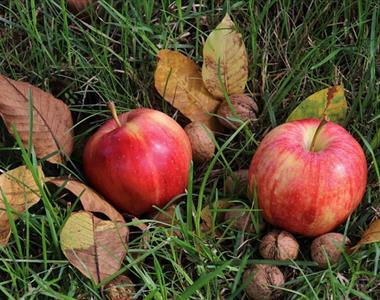 Oktober v rastlinjaku in na zelenici