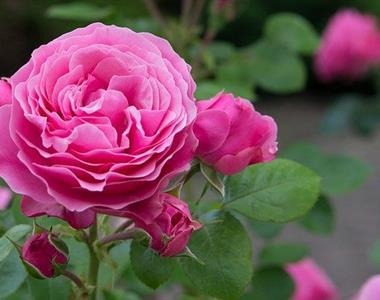 Kako vzgojiti popolne vrtnice