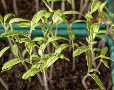 Sajenje in vzgoja rastlin v sobnih rastlinjakih