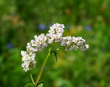 Zakaj bi sadili avtohtone sorte rastlin?