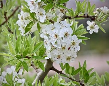 Zaščita pred spomladansko pozebo