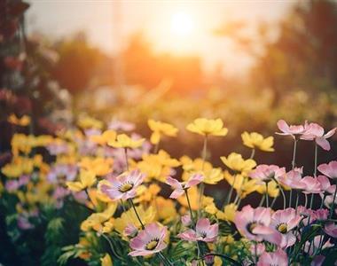 Aprilska opravila na vrtu