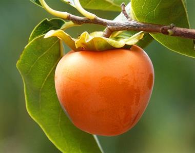 Kako shranjevati kakije čez zimo