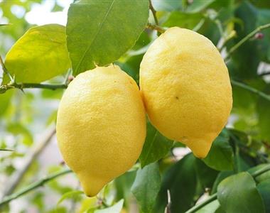 Vam lahko uspe vzgojiti limono iz peške?