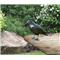 Windhager Strašilo za ptice Vrana, 37cm, črna