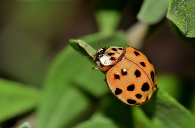 pikapolonica harlekin